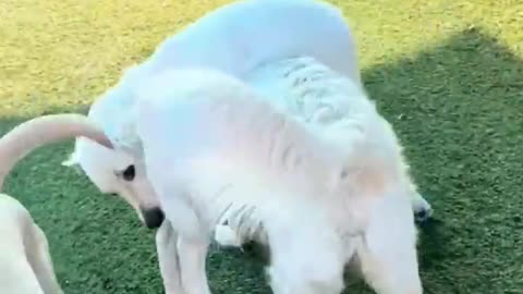 FUNNY CATS and DOGS 🐱🐶 Pet Fails 🐾 New Funniest Animals Videos 2023 😂