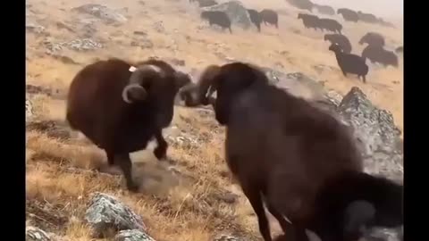 Funniest Animal Fight to Watch