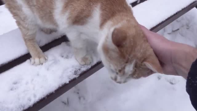 The ginger cat is very glad to see me