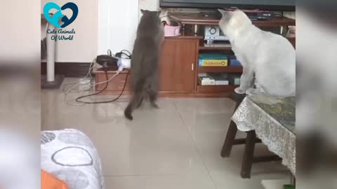 cute and funny cats