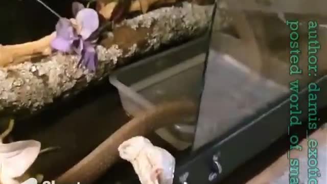 Feeding King Cobra