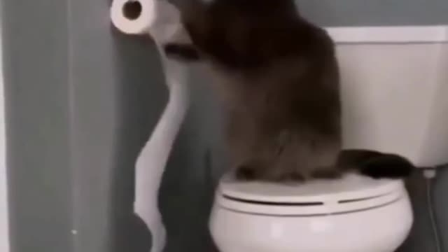 collection of funny animal videos