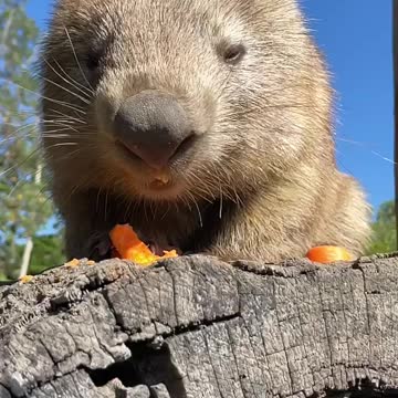 Wombat eating