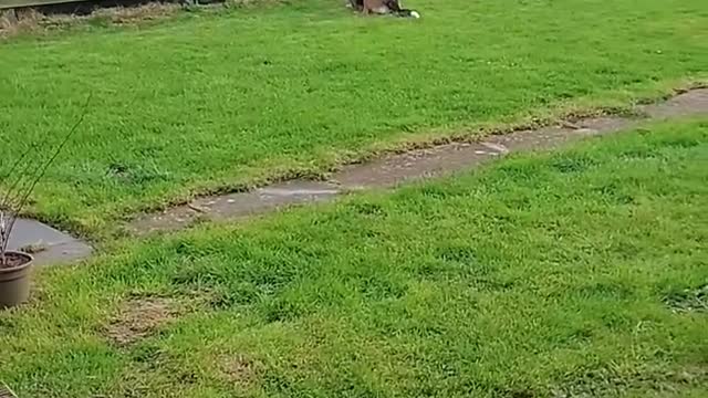 Neighbor Plays With Dog Through Fence