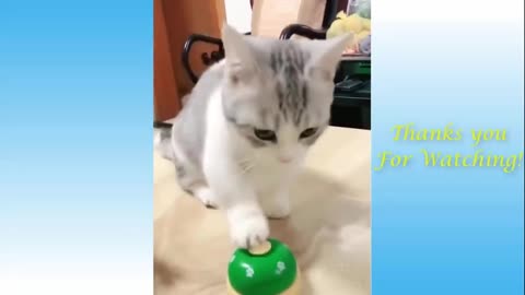 Funny and Cute Cat's Life 👯😺 Cats and Owners are the best friends Videos