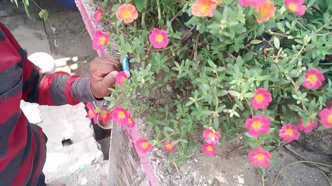 Flower garden