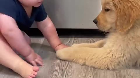 Baby Plays with Golden Retriever Puppy!