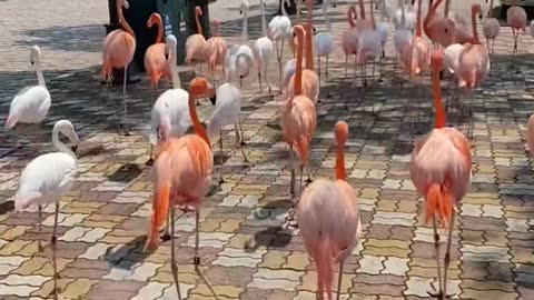 Flamingos