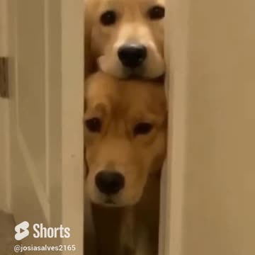 A FOFOCA QUE VAI PARA O MUNDO.