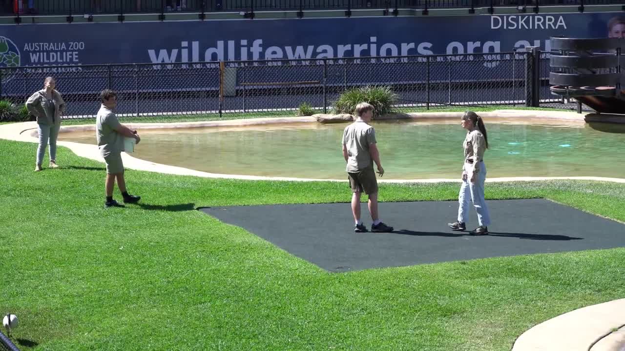 Baby alligator forgets to read the script _ Irwin Croc Show _ Australia Zoo