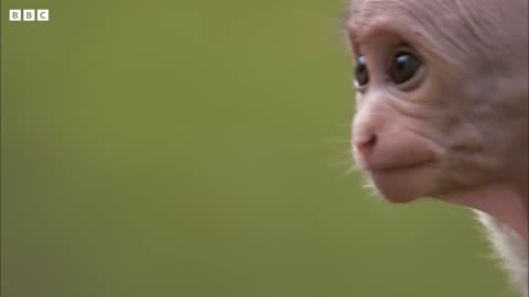 Baby Macaque Must Learn to Fit in | Growing Up Wild | BBC Earth