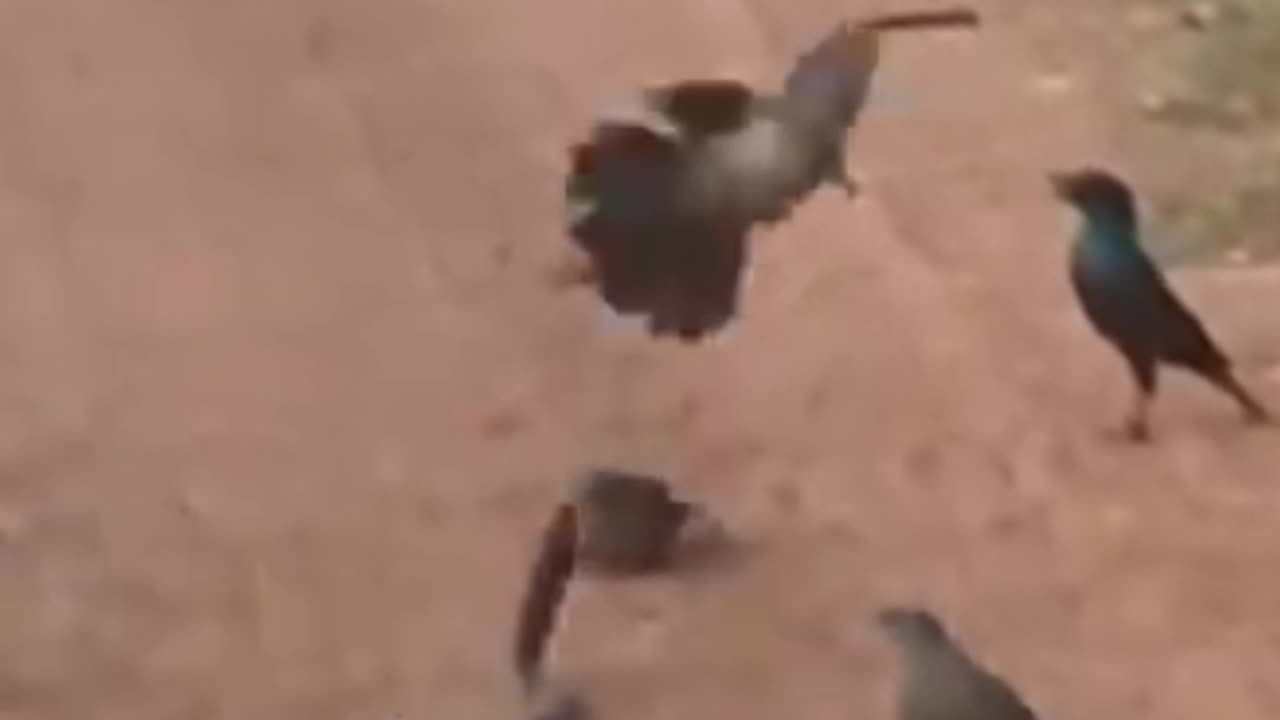 ravens decide to attack snake