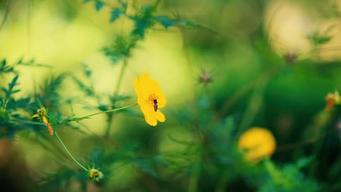 A Bee On A Yellow Flower