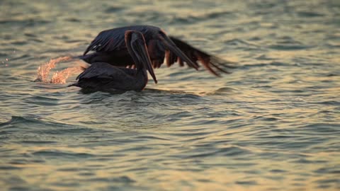 Pelicans Feeding