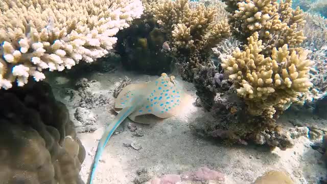 arrai in the sea