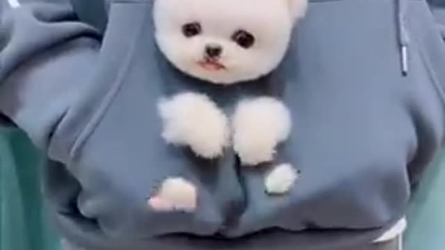 Funny Videos