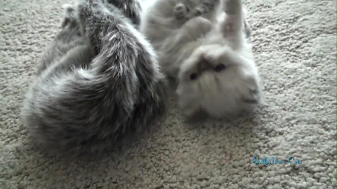 Two cat funny complation