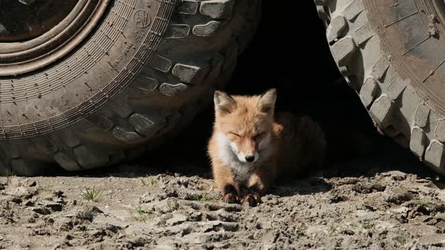 Loups Of The World 4K - Scenic Wildlife Film With Calming Music