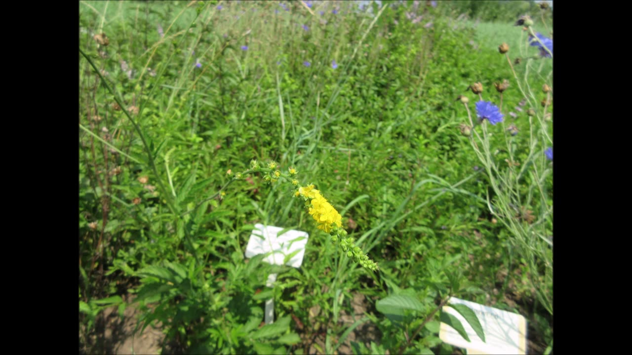 Magical Journeys Agrimony July 2024