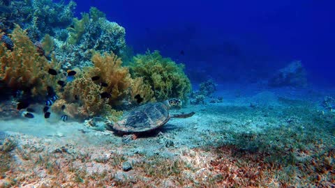 Underwater relaxation