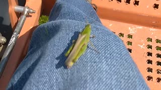 Grasshopper