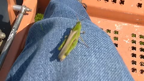 Grasshopper