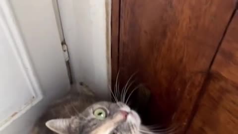 Sound that attract cat