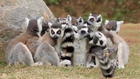 Lemur ring-tailed lemur