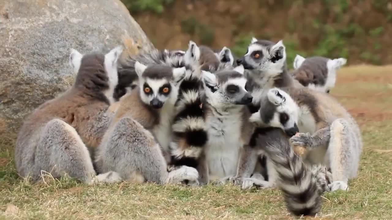 Lemur ring-tailed lemur