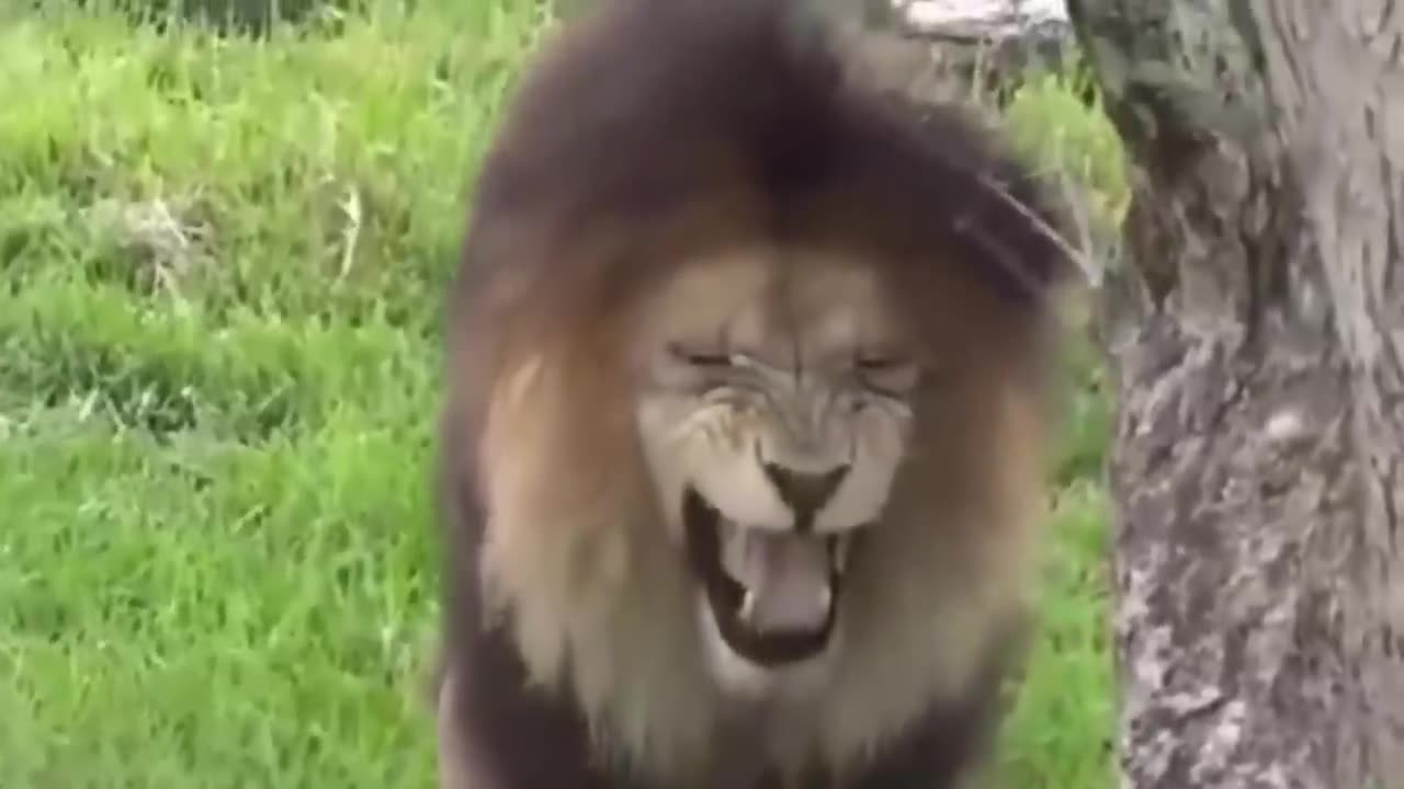 Prank Dog Funny