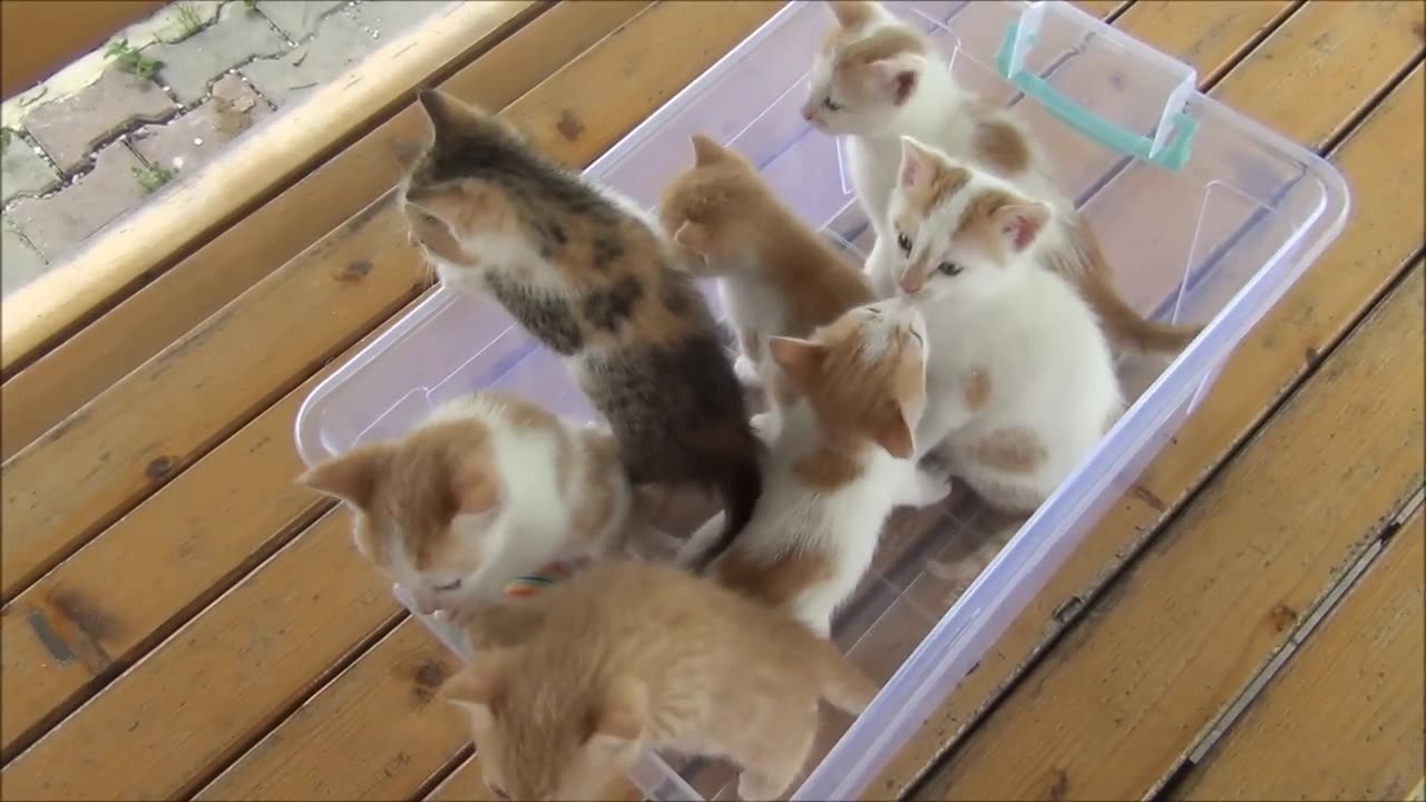 Kittens meowing (too much cuteness) - All talking at the same time!