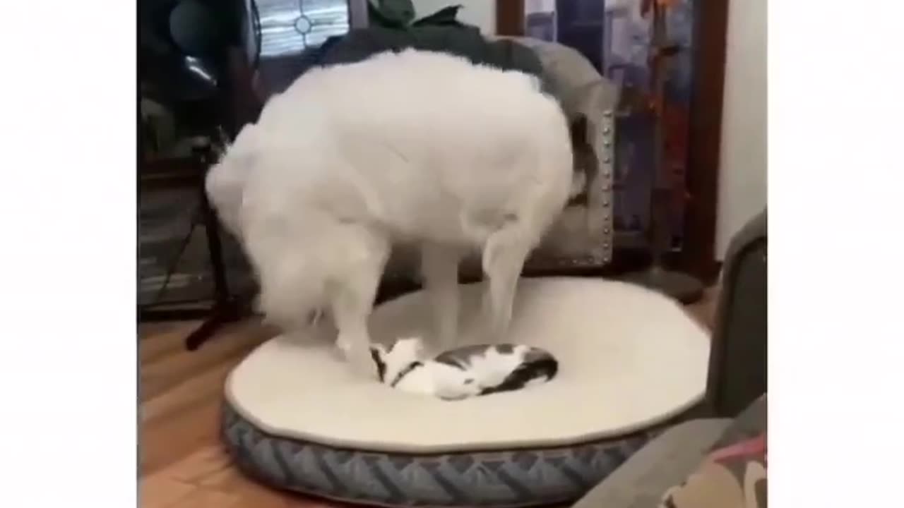 Funny Animal Videos