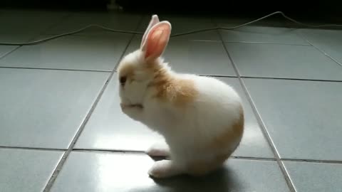 Baby Bunny Washes His Face An excess of cuteness