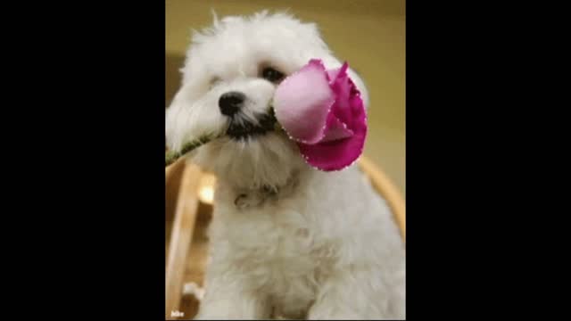 Love dog gif video