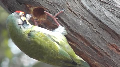 Green Woodpecker is making hole for his nest