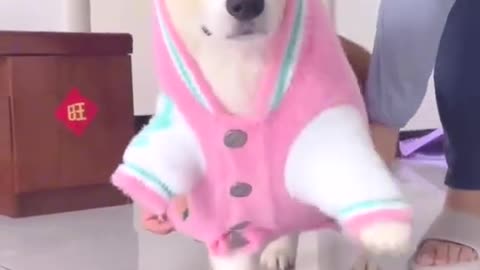 Smart dog
