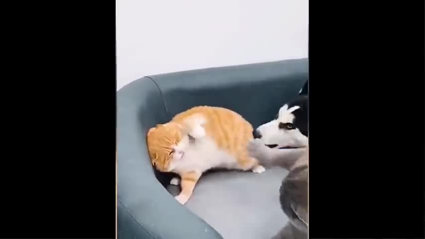 funny animal video