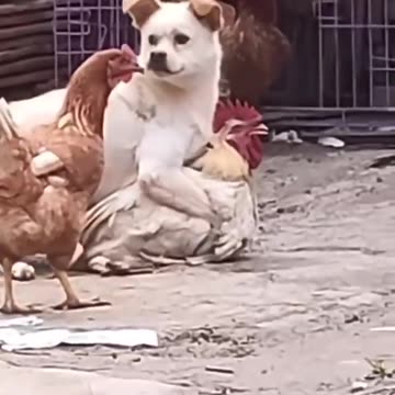 Funny moment of dog and cook