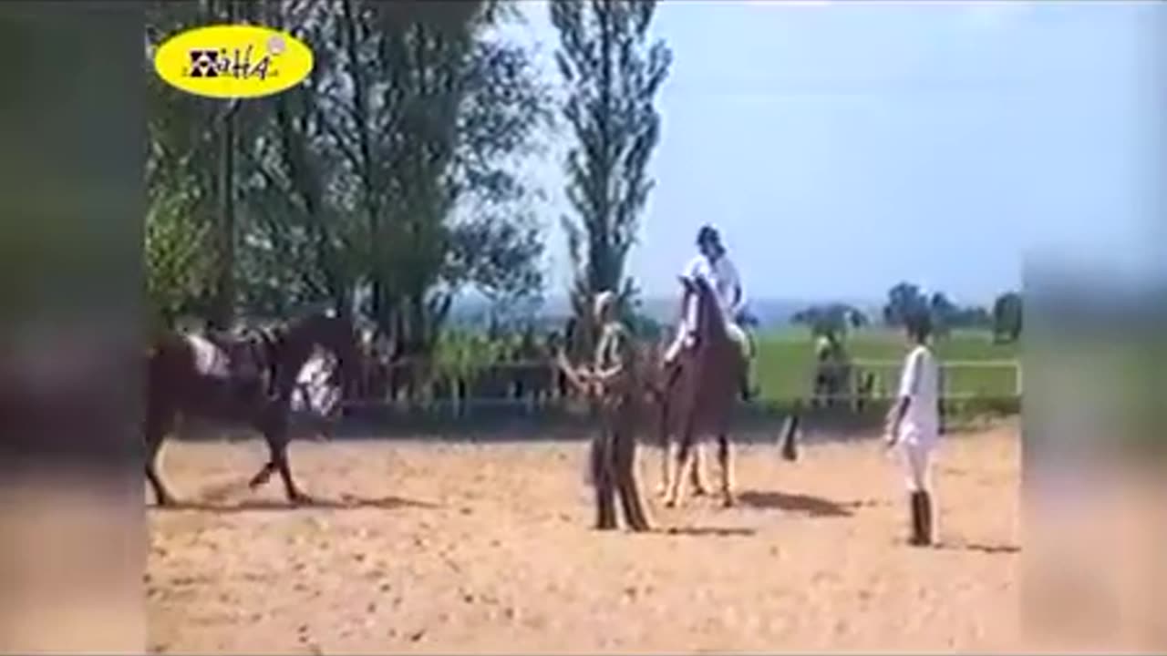 Funny Animal Videos Funny Horse Bloopers Best Fail, Funny, Funny