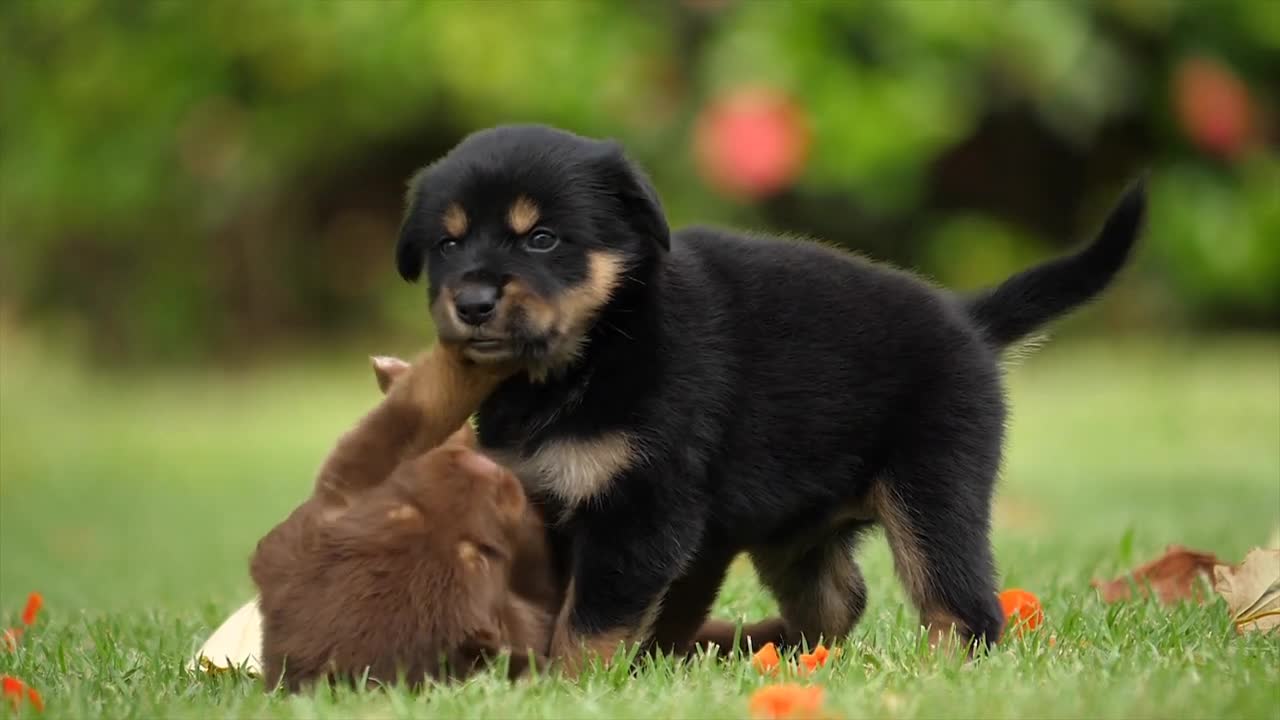 Cute dogs fighting and playing 😂