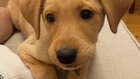 Baby Labrador does the unthinkable