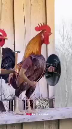 If chickens had arms interest video