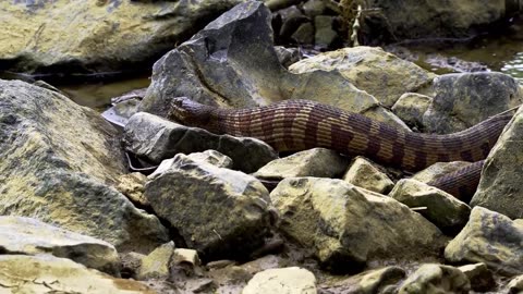 Snake video