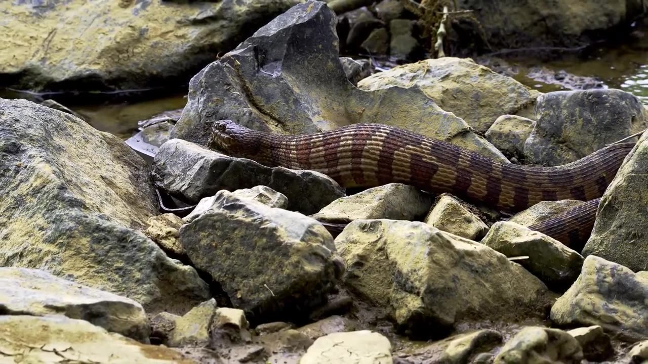 Snake video