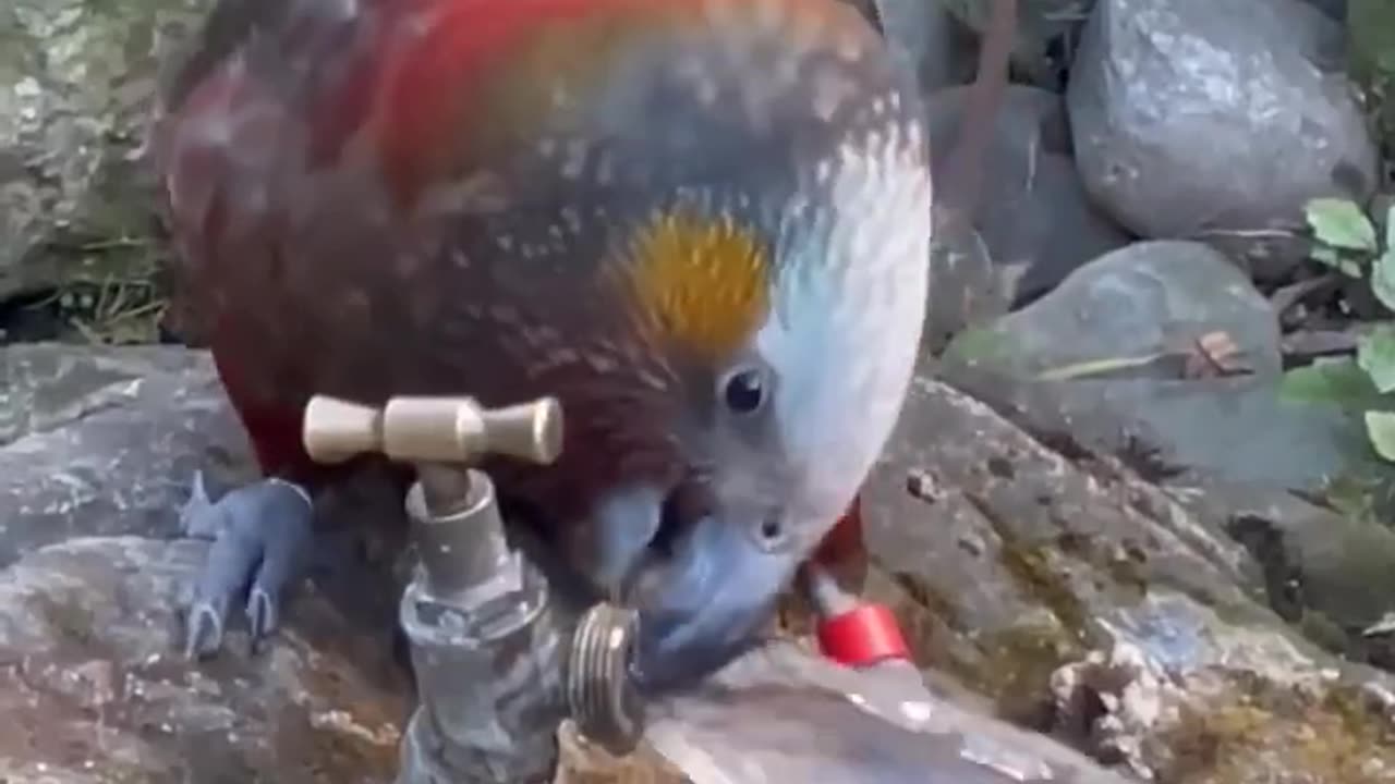 Smart bird getting himself a drink water