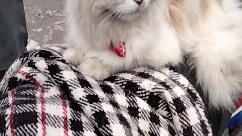 Cat 🐈 Cute Video By Kingdom of Awais