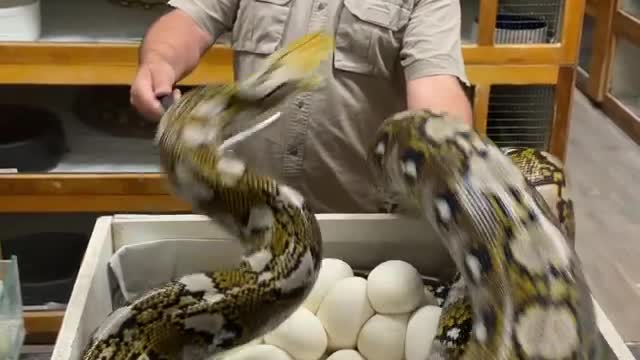 ANGRY SNAKE MOTHER || KEEPING HIS EGGS