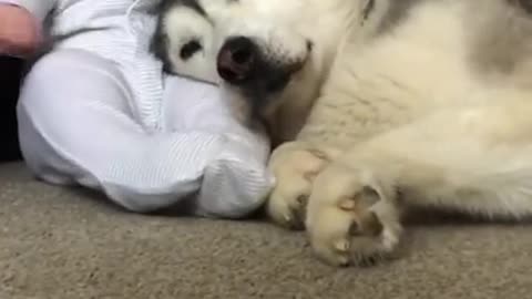 Husky & Baby Becoming Best Friends!