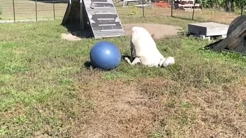 Jacob the LaMancha Goat Playing with Big Blue Ball