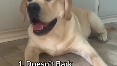cute funny puppies,funny animal moments,animals life,cute